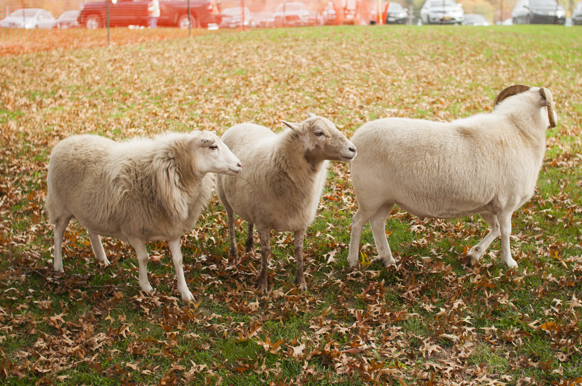 three-sheep-sm